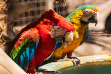 Beautiful large colorful macaw parrot in a large garden