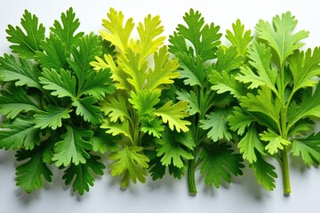 Fototapeta premium Dried parsley flakes forming an artistic design , background, design, ingredient
