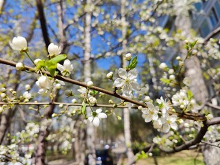 White cherry blossoms blooming in spring sunlight. Branch with delicate white cherry blossoms and buds in full bloom on a sunny spring day in a city park setting