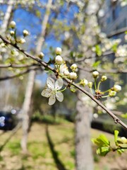 Cherry Blossom Buds and Flowers on Tree Branch. Close-up of early cherry blossom with surrounding buds on a branch, captured in bright spring light near urban buildings