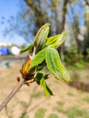 Young green leaves of Horse Chestnut tree sprouting in springtime.  Close-up of fresh green leaves emerging from a tree bud during early spring, symbolizing new life and seasonal renewal.


