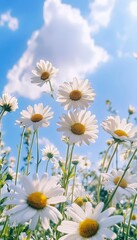 Bright blue sky with white daisies on a sunny day   perfect mobile phone wallpaper design