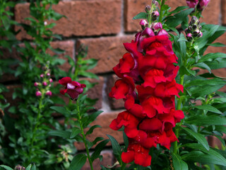 Semi Close Up Of Red Snapdragon Plant