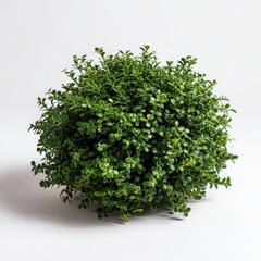 Obraz premium Green bush plant close up view on white background