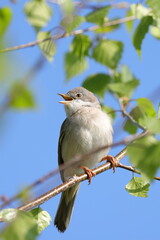 common whitethroat (Curruca communis)