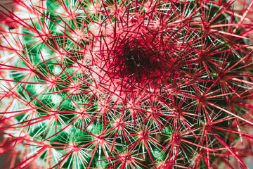 Cactus with pink needles close-up. Background with cactus macro texture. Houseplants For use in...