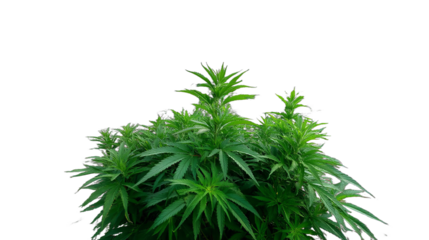 Medical weed pant cannabis marijuana field outddor farm nature wild. Cannabis or marijuana outdoors plantation growing on the mountains. Wide angle isolated white background