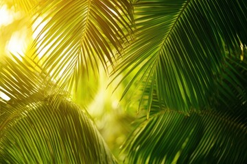 Fototapeta premium Lush palm fronds bathed in golden sunlight.