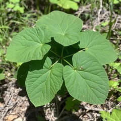 Vibrant Green Heart-Shaped Leaves Botanical Plant Closeup