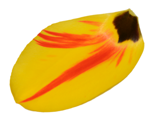 Yellow tulip petal with dark base, isolated background