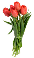 Tied bouquet of several vibrant red tulip flowers with green stems and leaves, isolated background