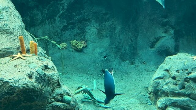 Tiny Blue Fairy Penguin 