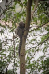 Marmoset up in a tree, Sugarloaf Mountain, Urca, Rio de Janeiro - Brazil