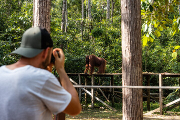 Photographer man capturing bornean orangutan walking on wooden platform in rainforest © Néstor