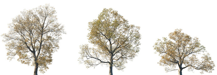 Set of autumn large Fraxinus excelsior (known as the ash, or European ash or common ash) trees isolated png on a transparent background perfectly cutout	