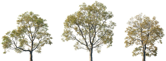 Set of autumn large Fraxinus excelsior (known as the ash, or European ash or common ash) trees isolated png on a transparent background perfectly cutout	