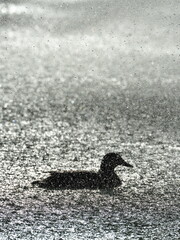 Duck swimming under heavy rain at night illuminated by strong light