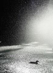 Duck swimming under heavy rain at night illuminated by strong light