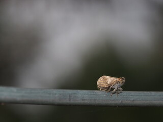 Tiny cicada perched on a green metal rail in the forest