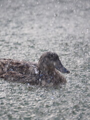 Duck swimming under heavy rain at night illuminated by strong light