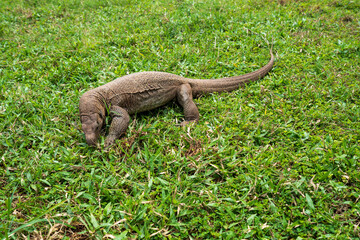 Thalagoya, Sri Lankan monitor lizard, spotted near Galle Fort—an iconic reptile tied to culture and nature.