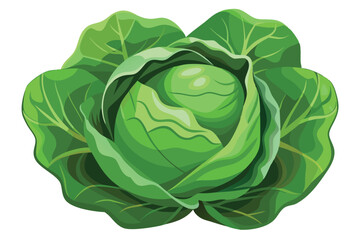 cabbage isolated vector on white 