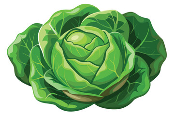 cabbage isolated vector on white 