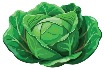 cabbage isolated vector on white 