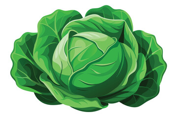 cabbage isolated vector on white 