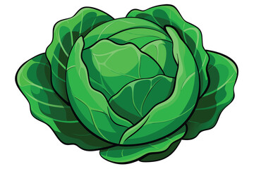 cabbage isolated vector on white 