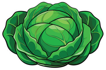 cabbage isolated vector on white 