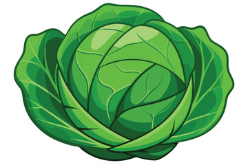 cabbage isolated vector on white 