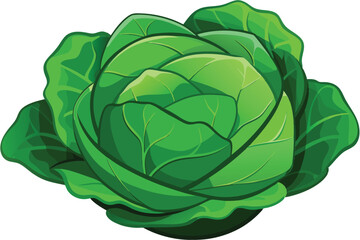 cabbage isolated vector on white 