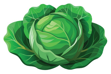 Fototapeta premium cabbage isolated vector on white 