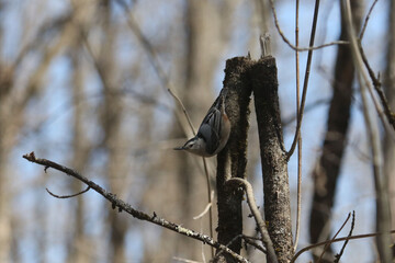 Damage from wind and ice storm in forest, broken trees snapped like a twig