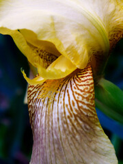 Close Up Of Yellow Iris_1010010