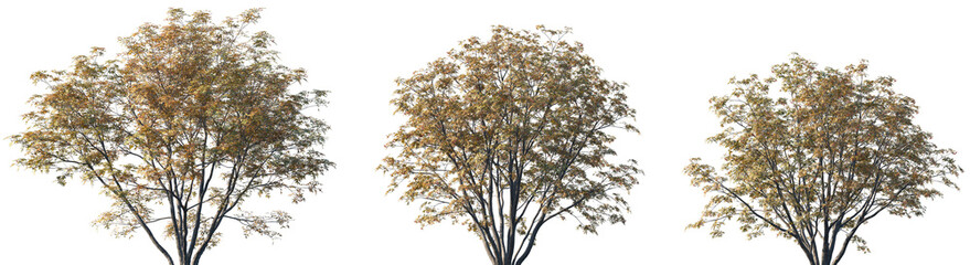 Set of autumn Sorbus commixta (the Japanese rowan) trees isolated png on a transparent background perfectly cutout	