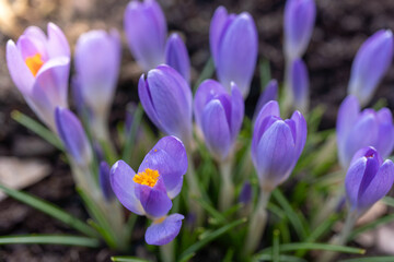 Vibrant purple crocus flowers blooming in spring garden