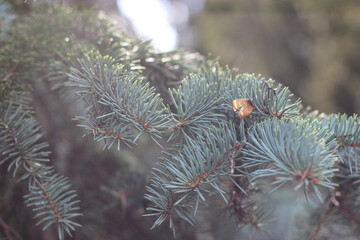 Fir tree branch with needles. Blue spruce branch. Pine tree needles in the sun. Blue spruce branch...