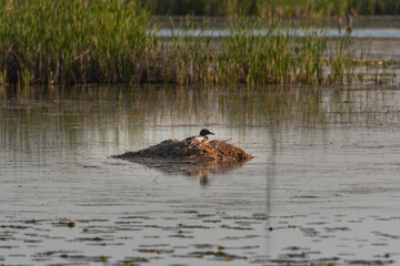 common loon sitting on a nest in a pond