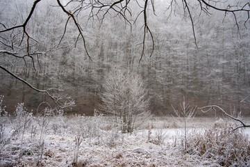 trees in the snow