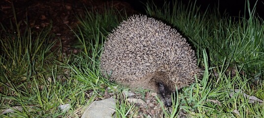 hedgehog in the grass