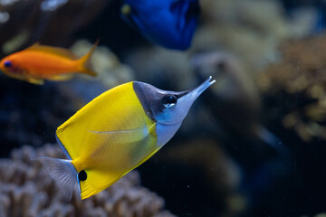 Longnose Butterflyfish (Forcipiger flavissimus) in Tropical Coral Reef Aquarium