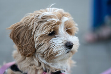 Cute Fluffy Puppy with Soft Curls Looking at Camera