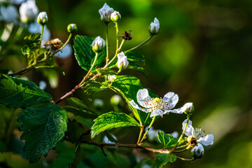 Blackberry Briar