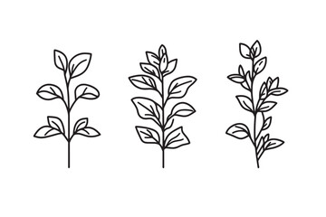 Elegant Marjoram Line Art Icon