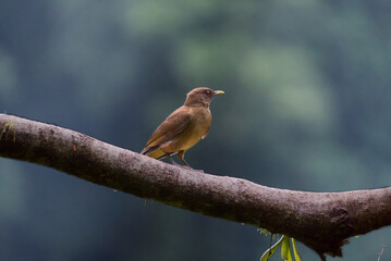 Yigüirro Perched on a Branch
