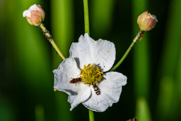 Flower with insects