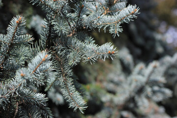 Blue spruce branch close up. Blue pine needles close up with space for text. Spruce needles. Picea...