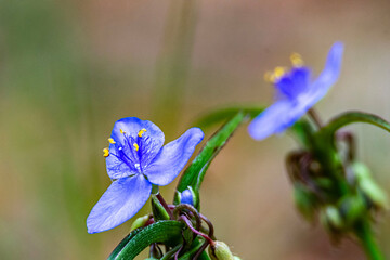Spiderwort flower horizontal